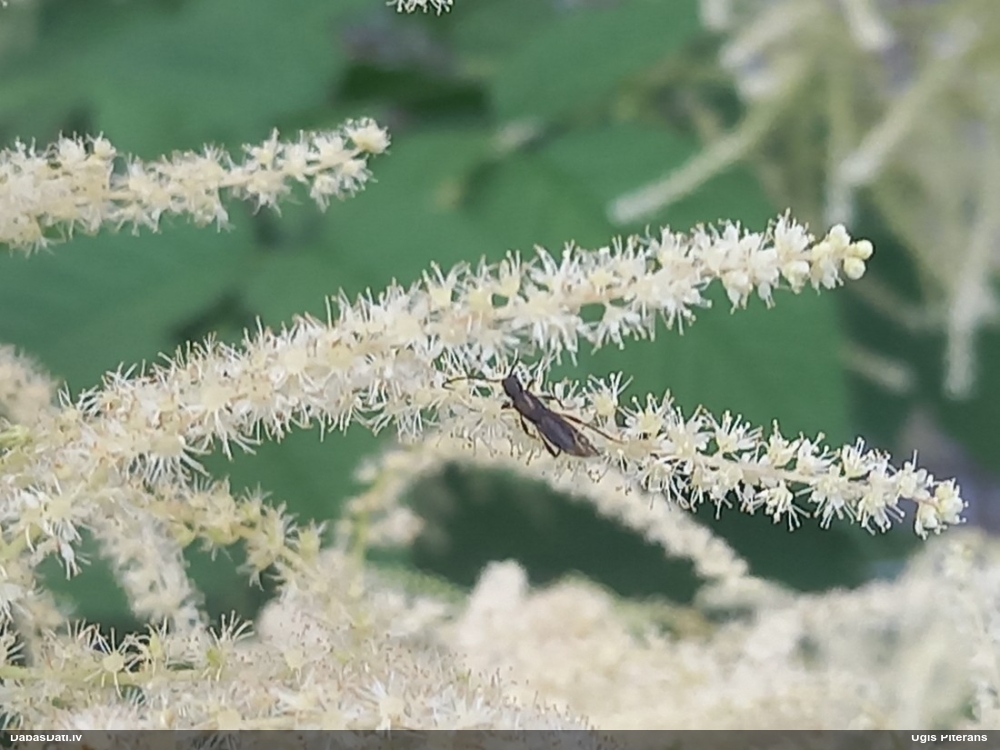 Koksngrauzis Glaphyra umbellatarum