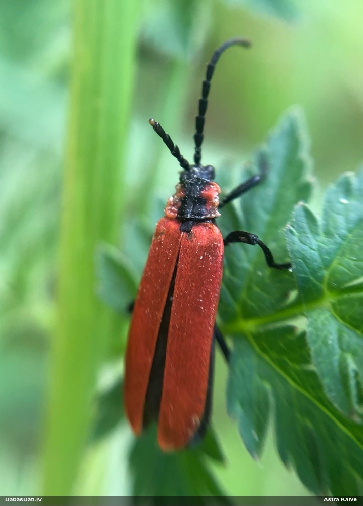Sarkanspārnis Lygistopterus sanguineus