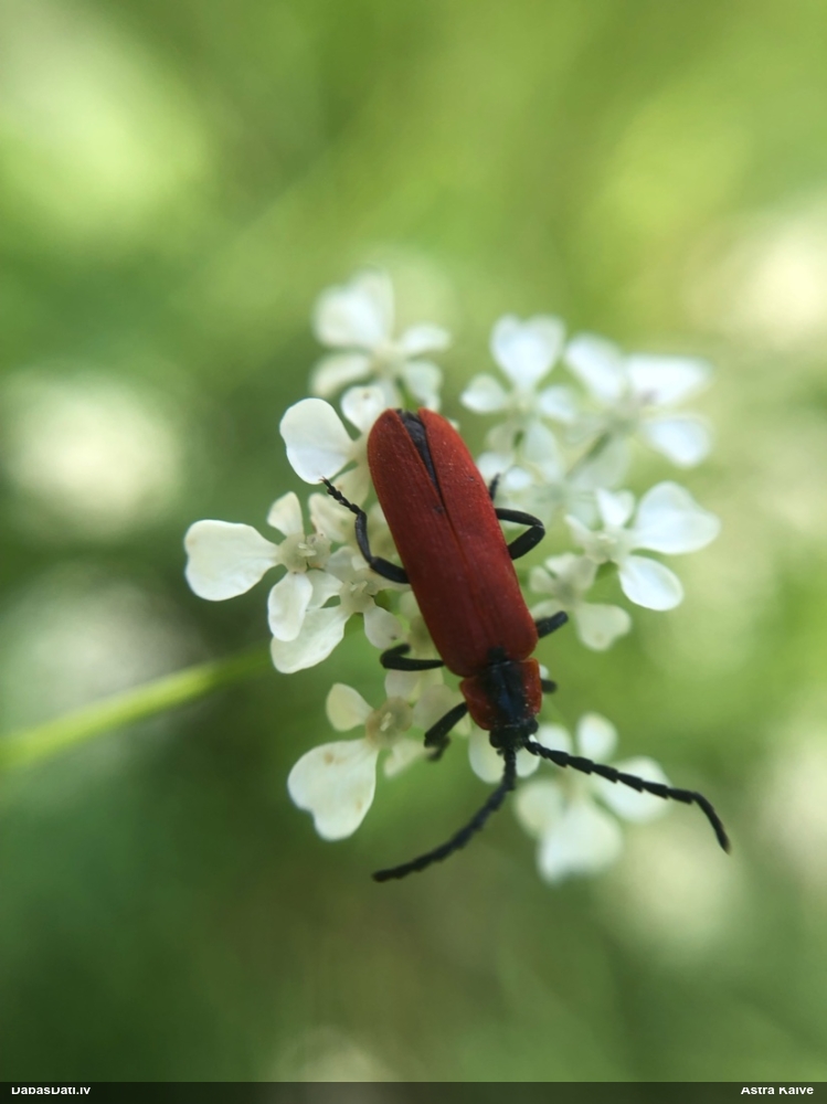 Sarkanspārnis Lygistopterus sanguineus
