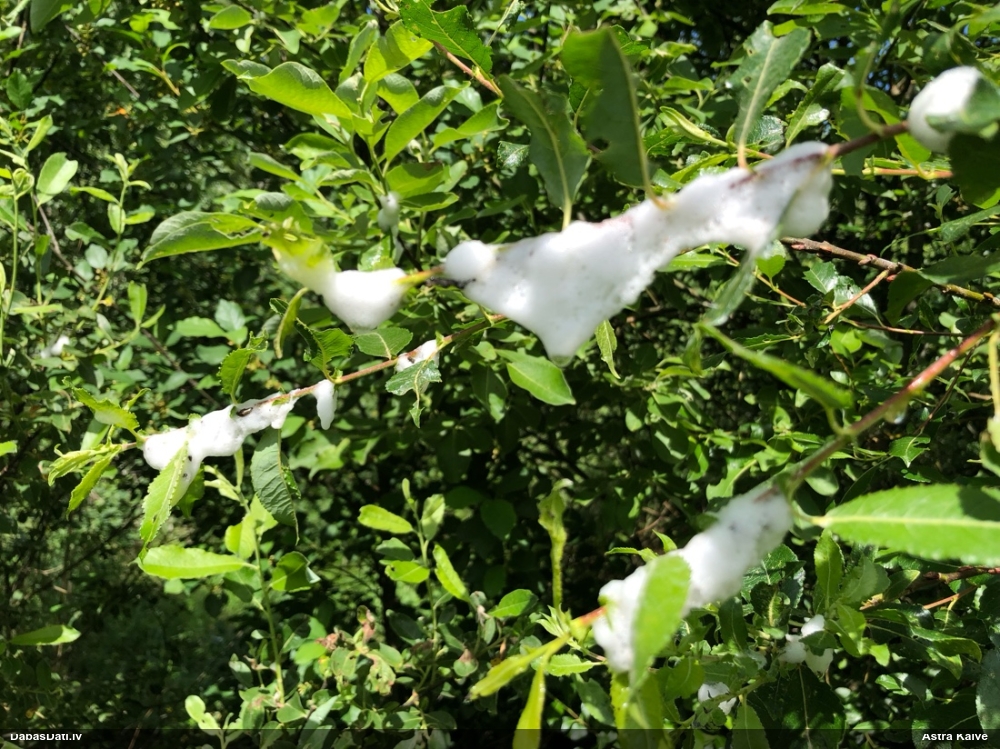Putcikāde Aphrophora salicina