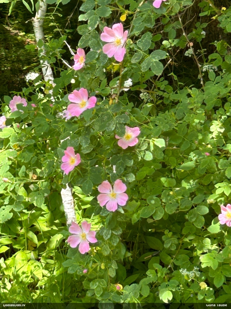 Suņu roze