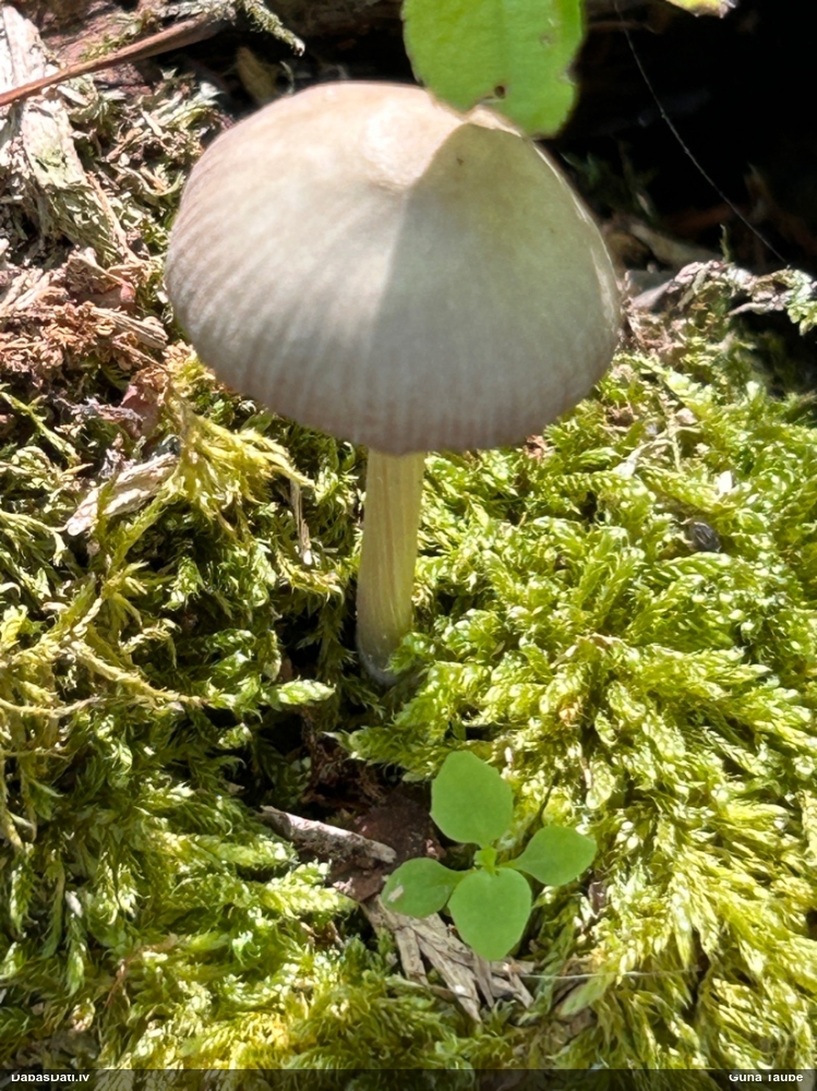 Sēntiņa (nenoteikta)