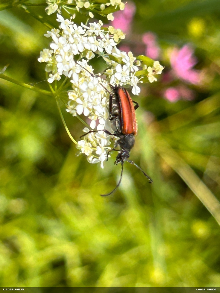 Koksngrauzis Anastrangalia sp.