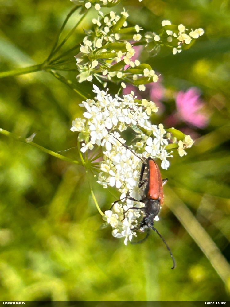 Koksngrauzis Anastrangalia sp.