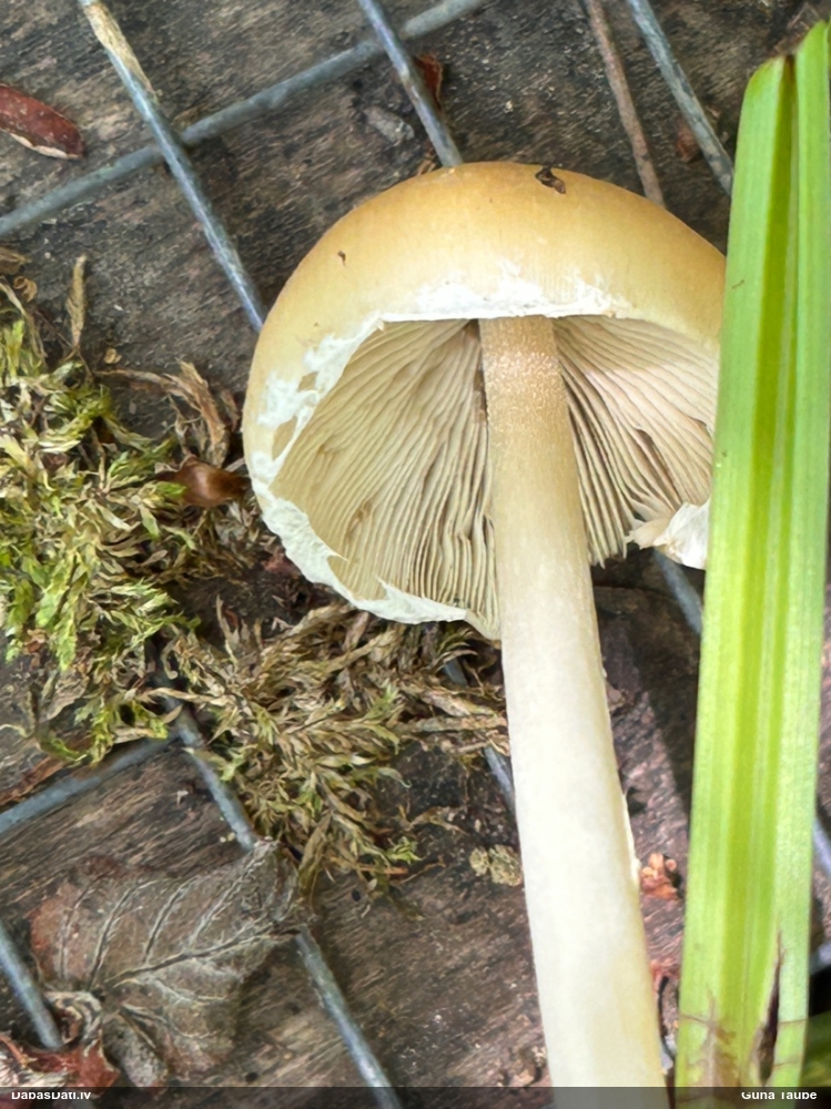 Spīgulīte (nenoteikta)