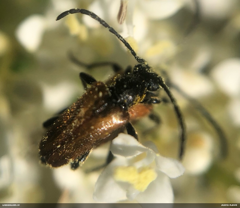 Koksngrauzis Pseudovadonia livida