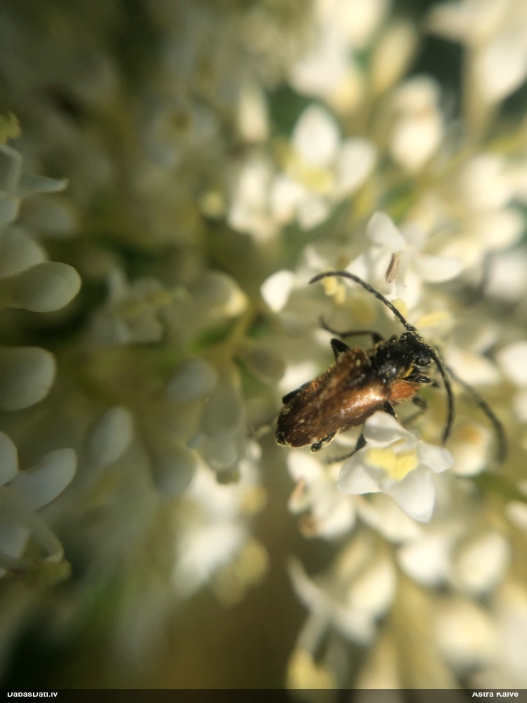 Koksngrauzis Pseudovadonia livida