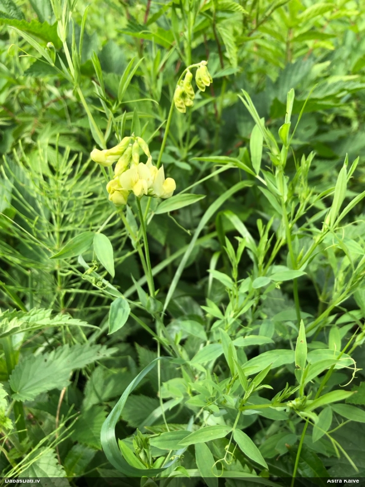 meadow Vetchling