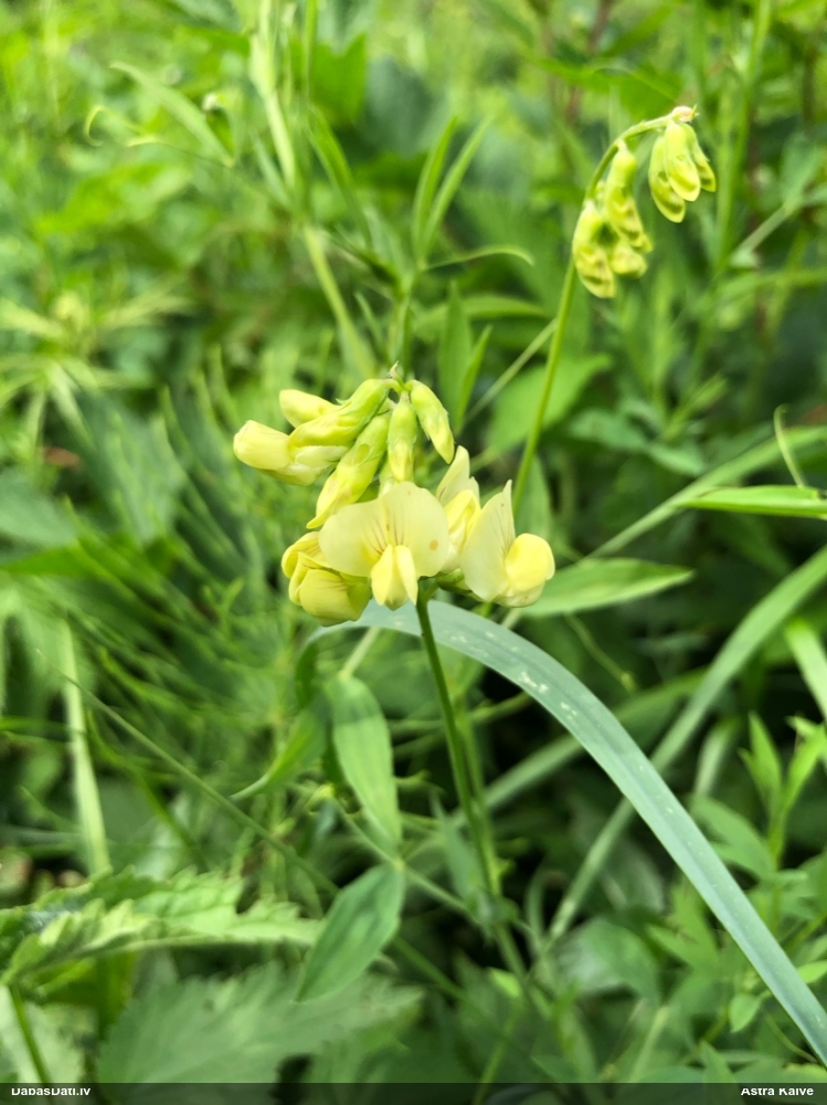 meadow Vetchling