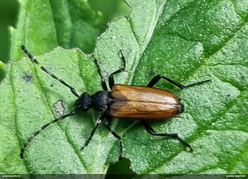 Koksngrauzis Stictoleptura maculicornis