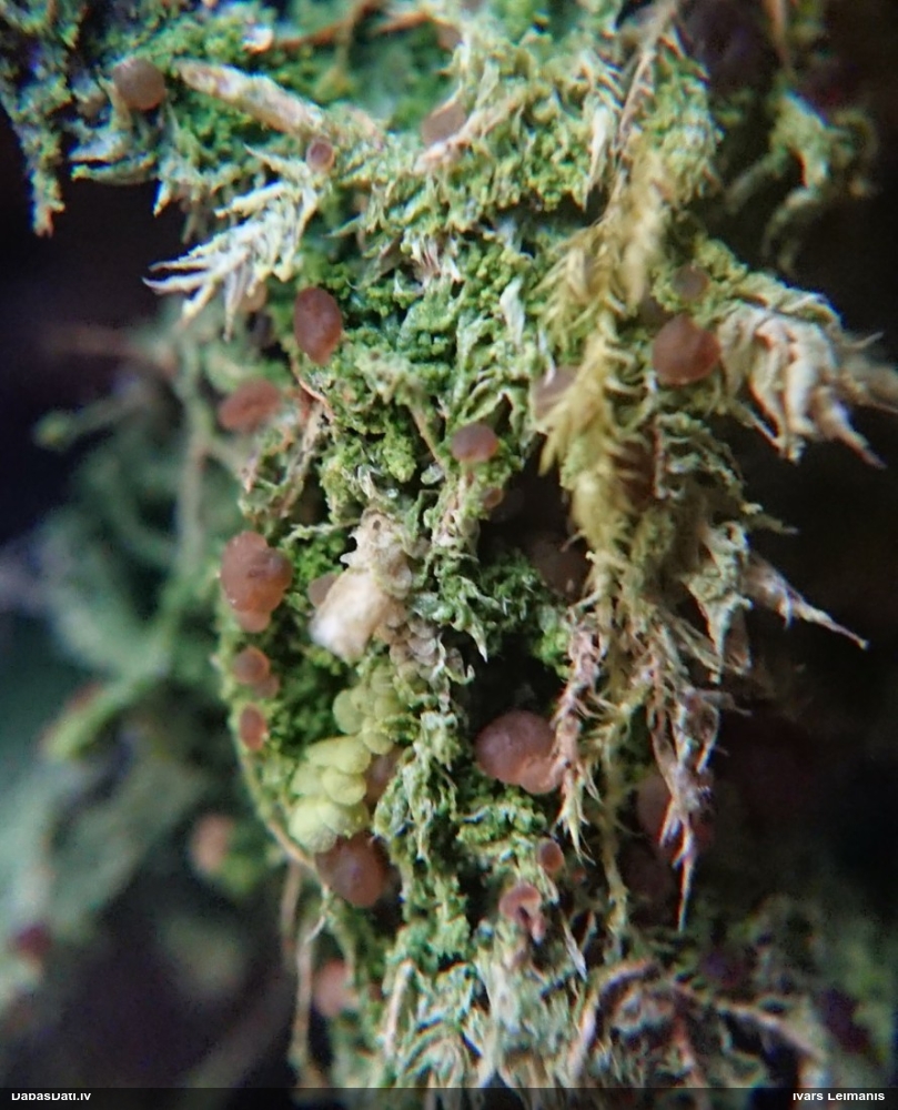 Biatora Biatora vernalis