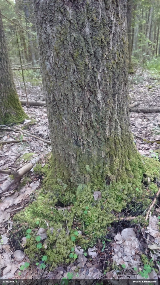 Biatora Biatora vernalis