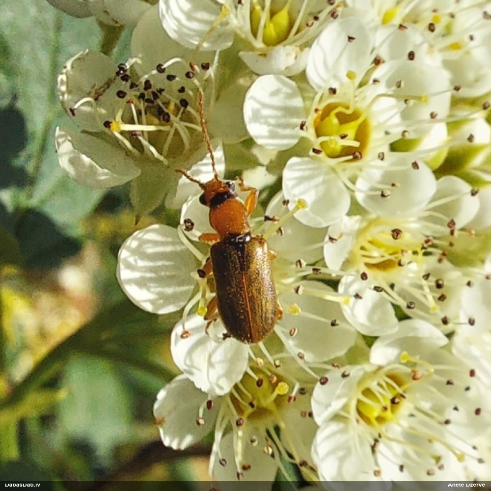 Lapgrauzis Orsodacne cerasi