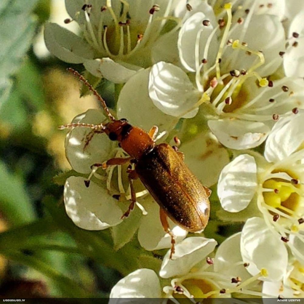Lapgrauzis Orsodacne cerasi