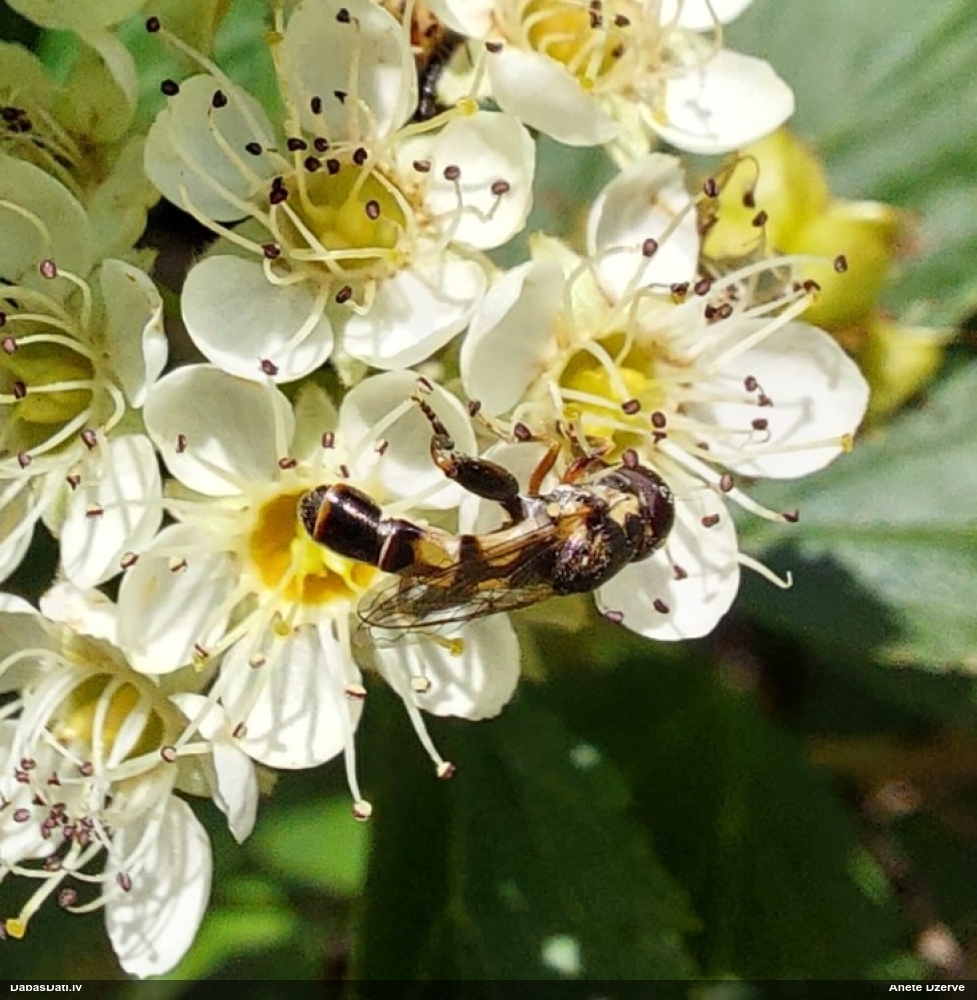 Ziedmuša Syritta pipiens