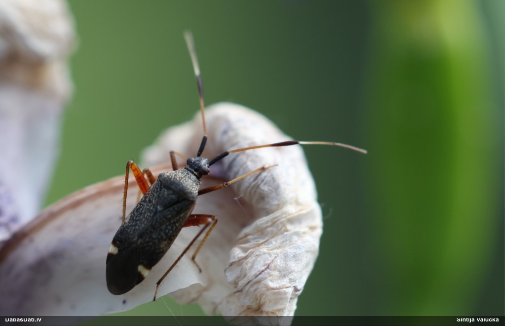 Mīkstblakts Closterotomus biclavatus