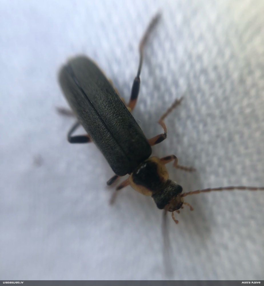 Mīkstspārnis Cantharis nigricans