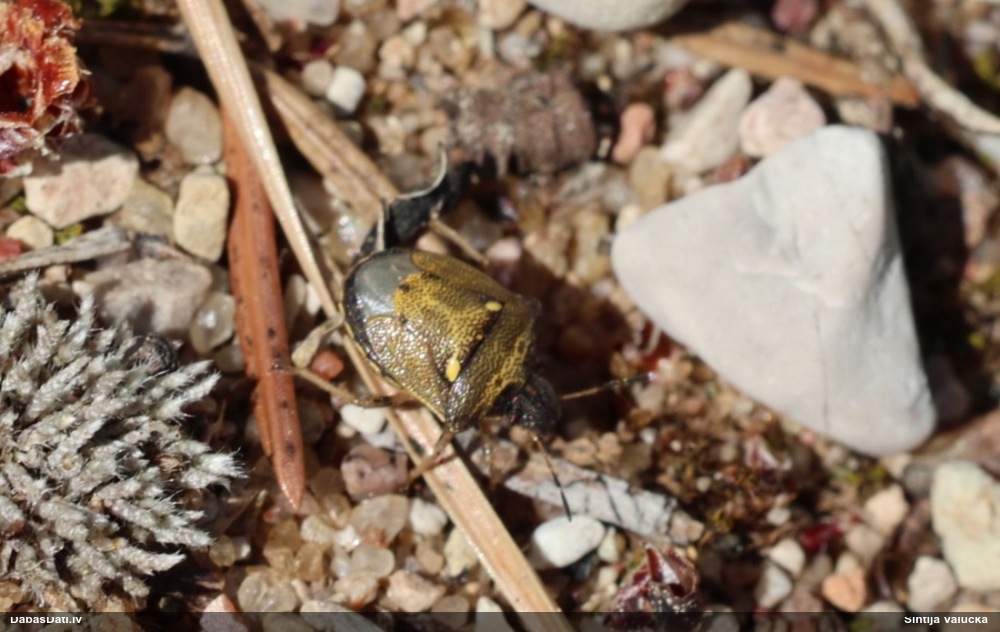 Vairogblakts Eysarcoris aeneus