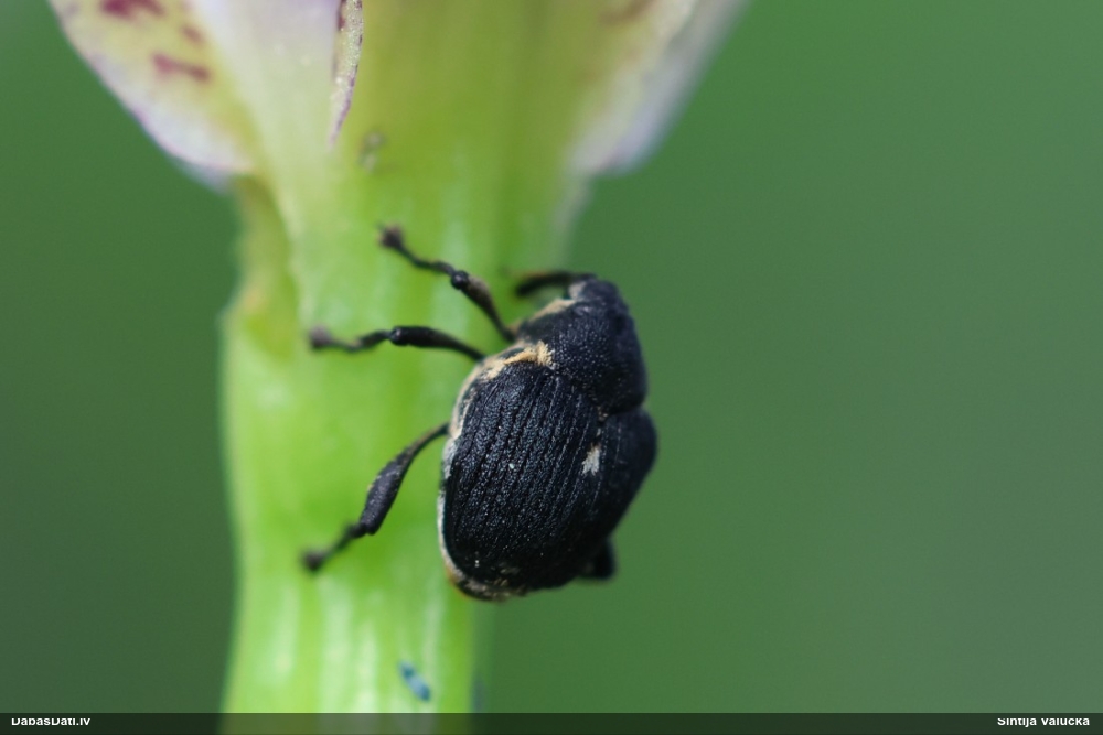 Smecernieks Mononychus punctumalbum
