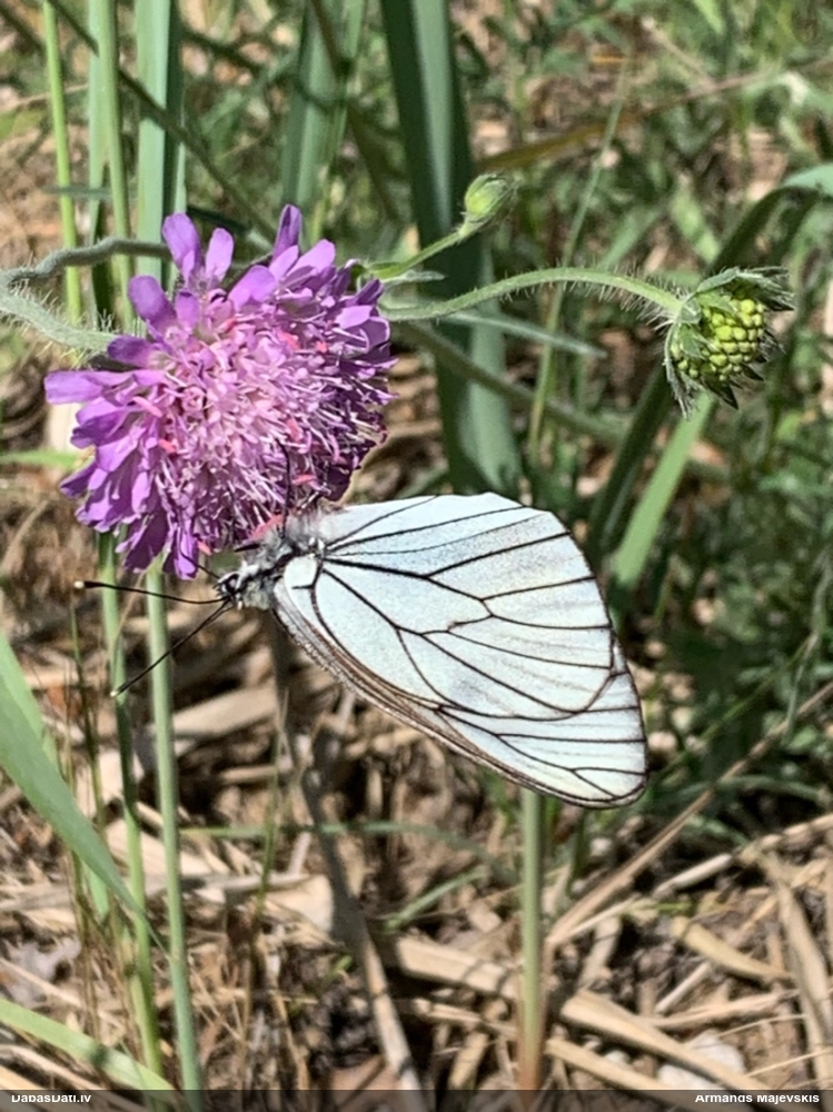 Lapkoku baltenis