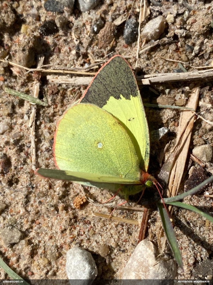 Purva dzeltenis