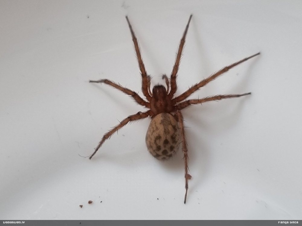 Piltuvjzirneklis Tegenaria domestica