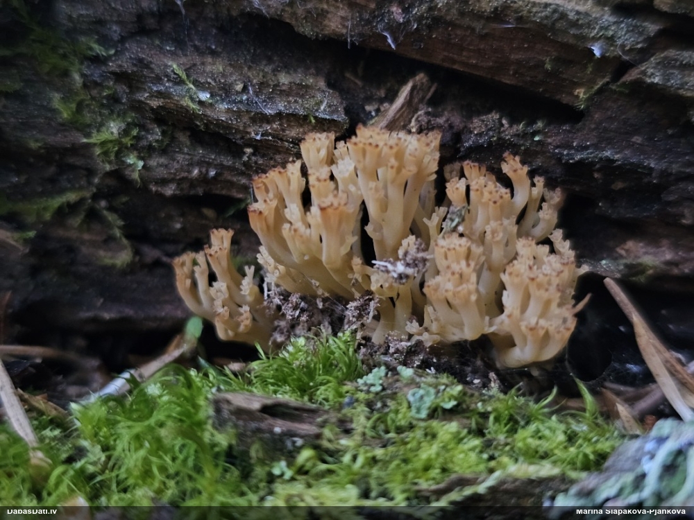 Korallene Ramaria sp.
