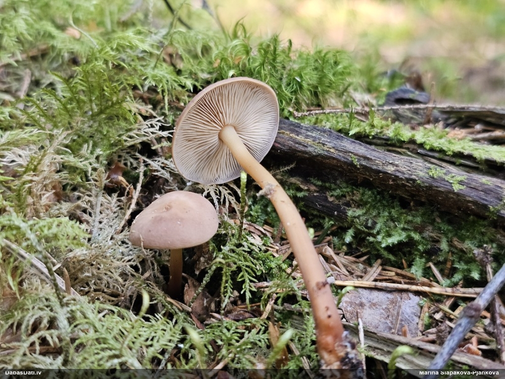 Vērdiņsēne (nenoteikta)