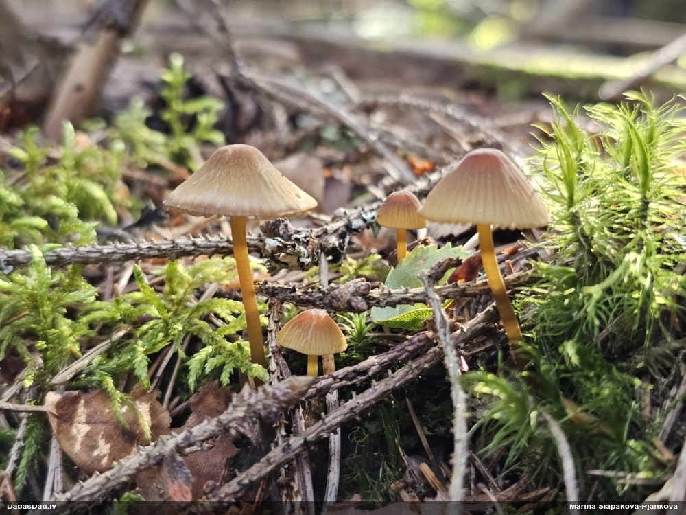 Sēntiņa (nenoteikta)
