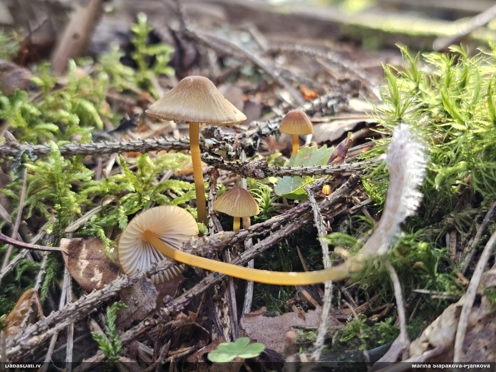 Sēntiņa (nenoteikta)