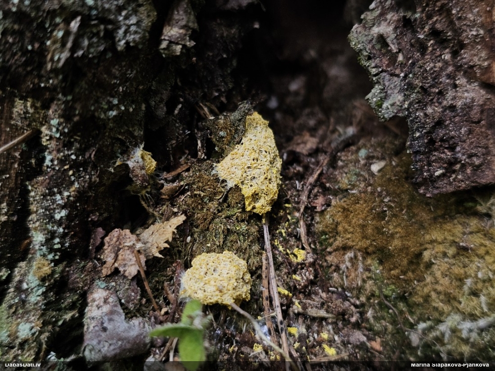 Dzeltenais ragansviests