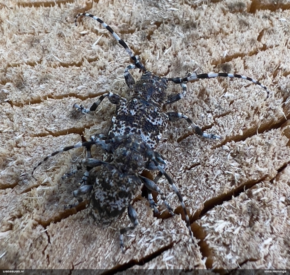 Koksngrauzis Aegomorphus clavipes