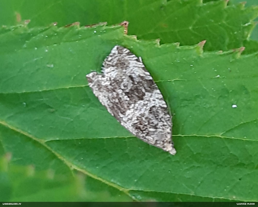 Tinējs Celypha lacunana