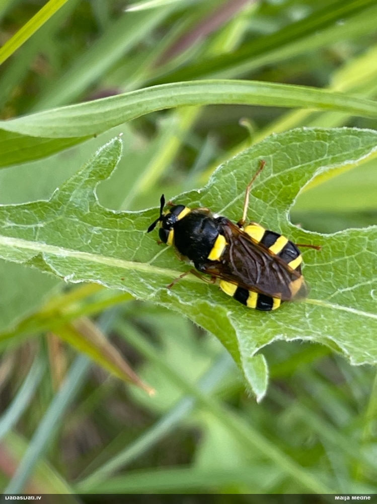 Dzelkņmuša Stratiomys chamaeleon