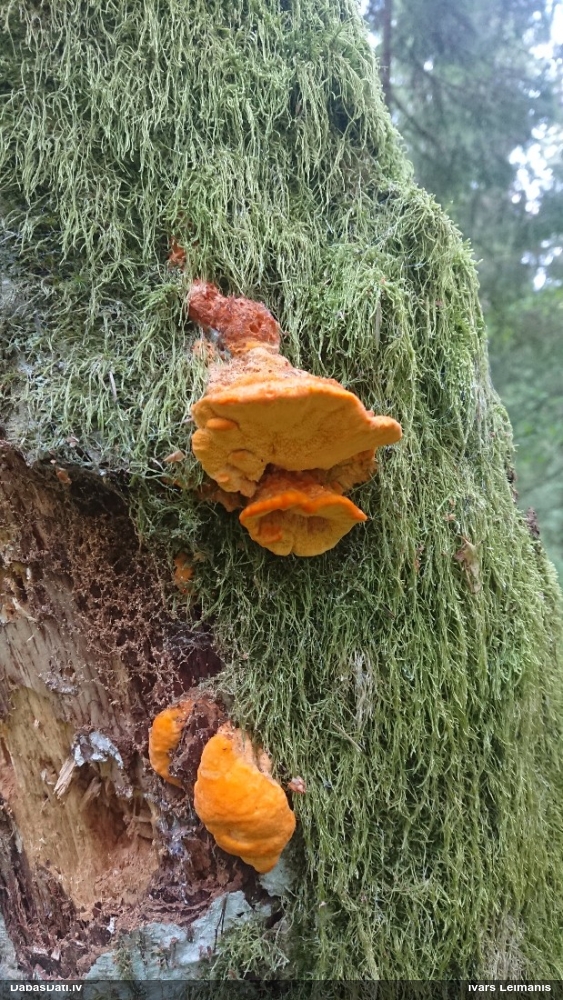 Liesmainā egļpiepe