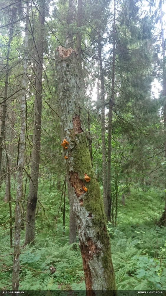Liesmainā egļpiepe