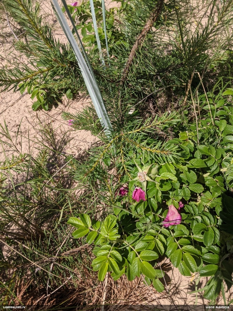 Roze (nenoteikta)
