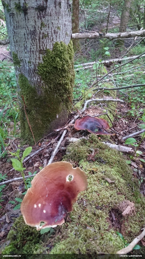 Kastaņbrūnā kātiņpiepe