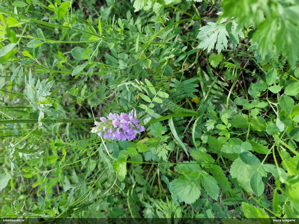 Baltic Marsh-orchid