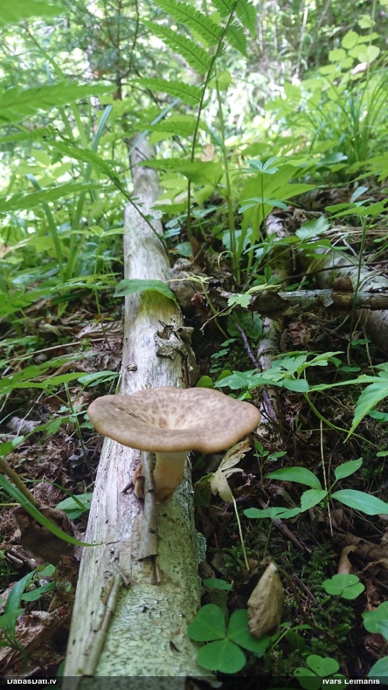 Bumbuļu kātiņpiepe