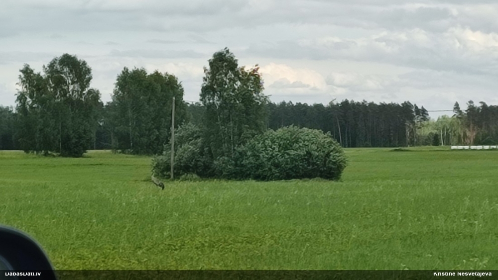 серый журавль