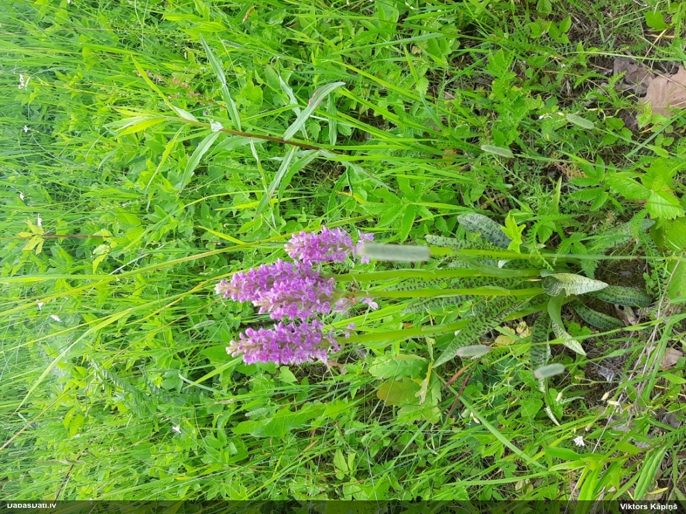 Baltic Marsh-orchid