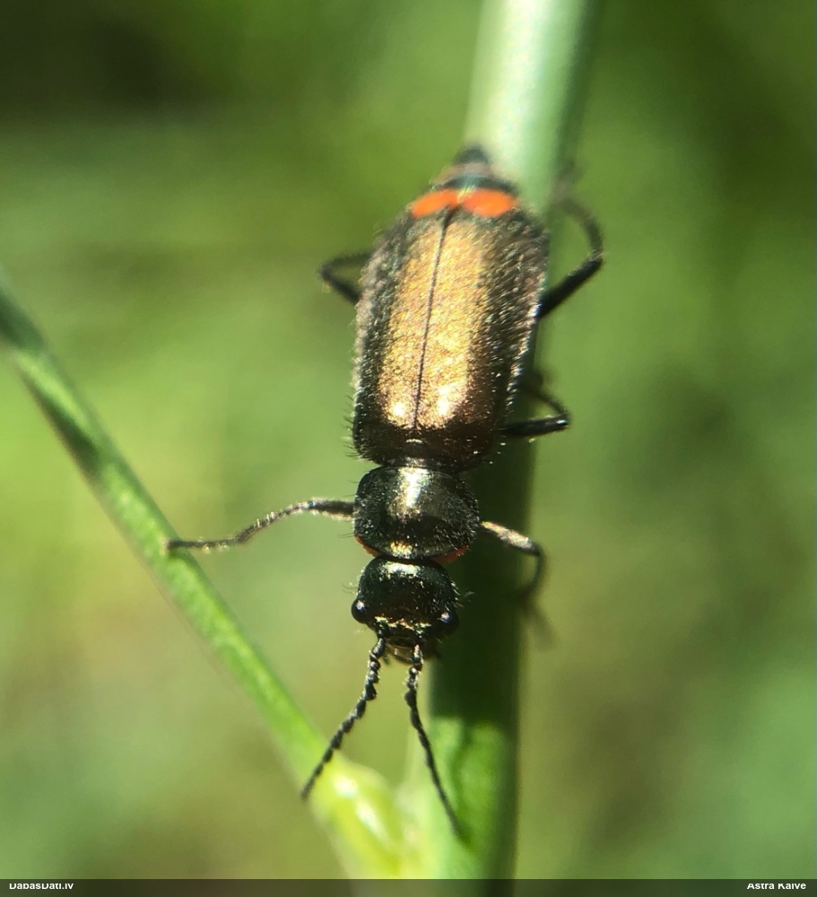 Māņmīkstspārnis Malachius bipustulatus