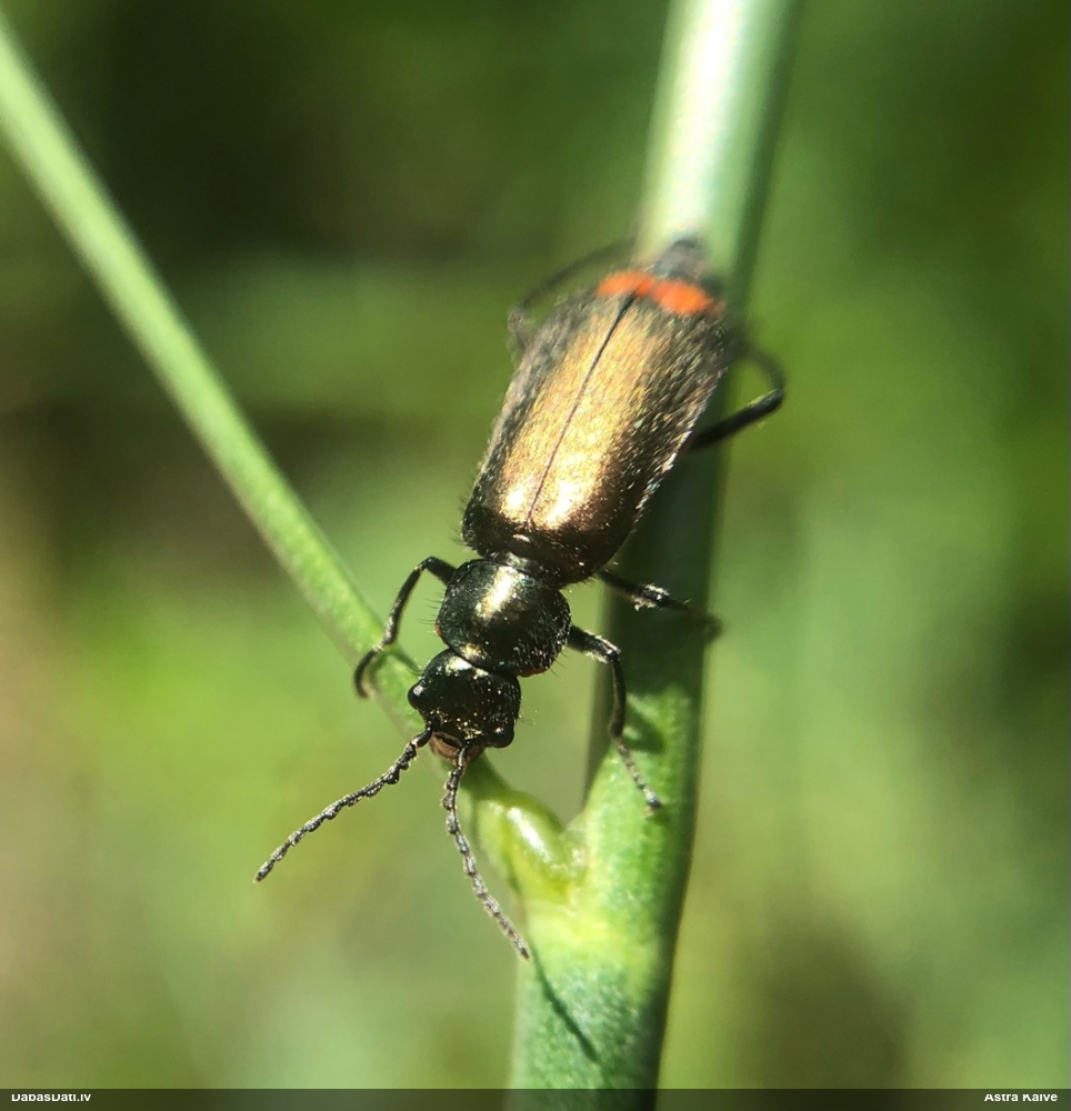 Māņmīkstspārnis Malachius bipustulatus