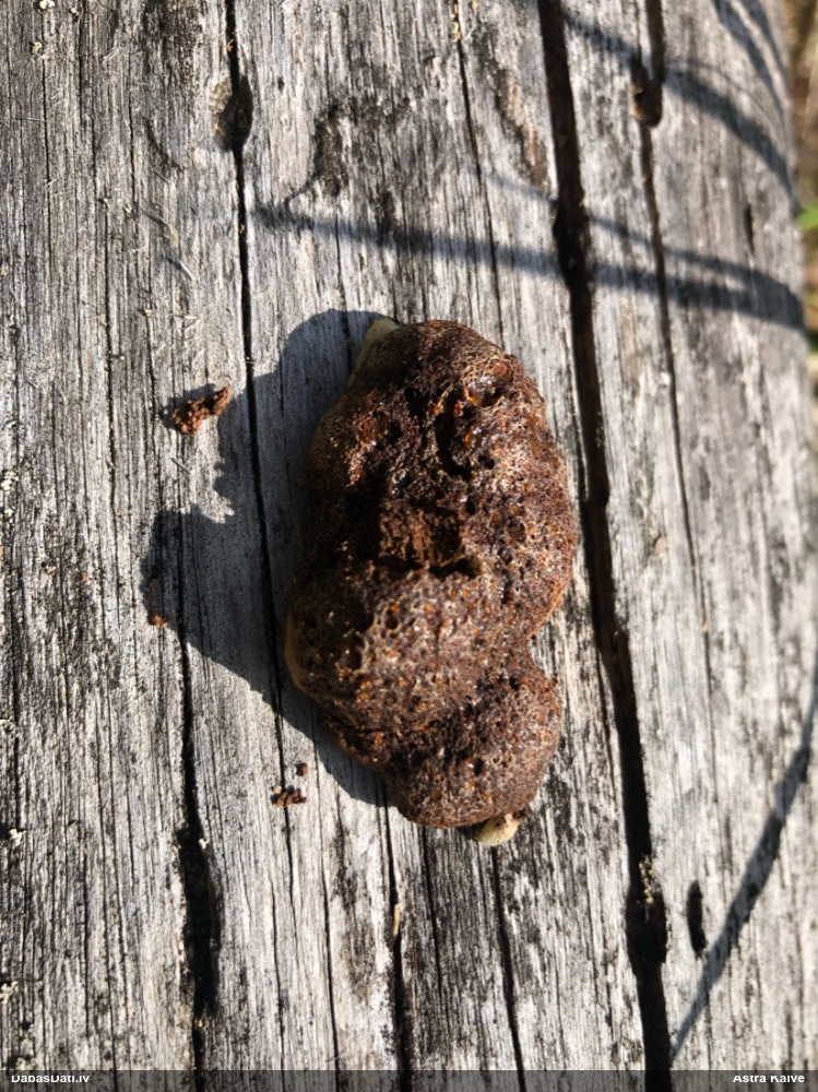 Gļotsēne (nenoteikta)