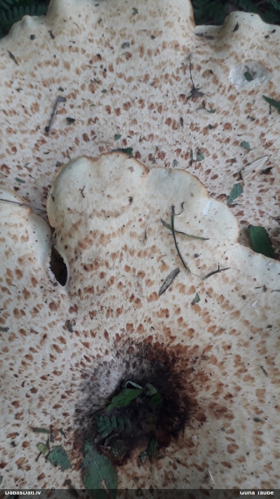 Zvīņainā kātiņpiepe