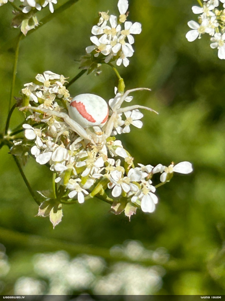 Krabjzirneklis Misumena vatia
