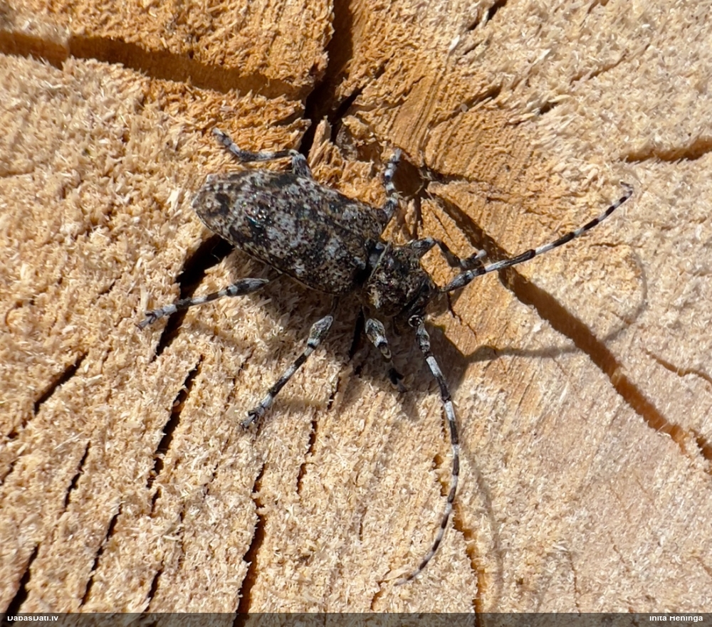 Koksngrauzis Aegomorphus clavipes