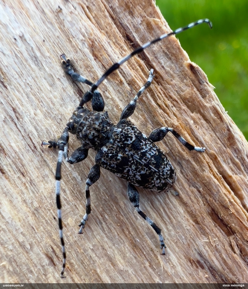 Koksngrauzis Aegomorphus clavipes