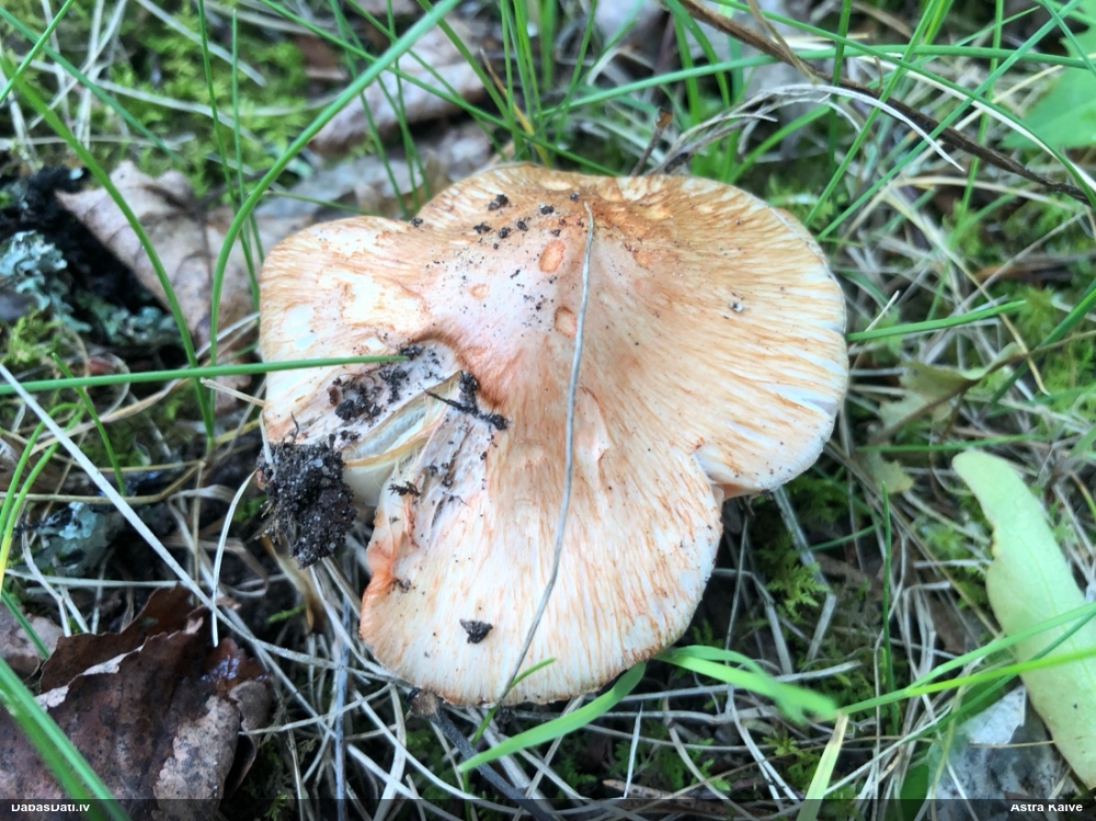 Patujāra šķiedrgalvīte